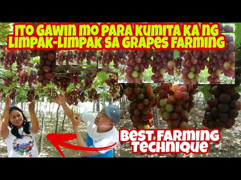 Ano ang Diskarte sa Pag-Aalaga ng Grapes para Dumami ang Bunga?