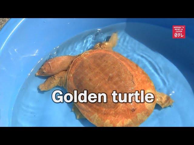Man finds golden turtle in southwestern Japan - YouTube