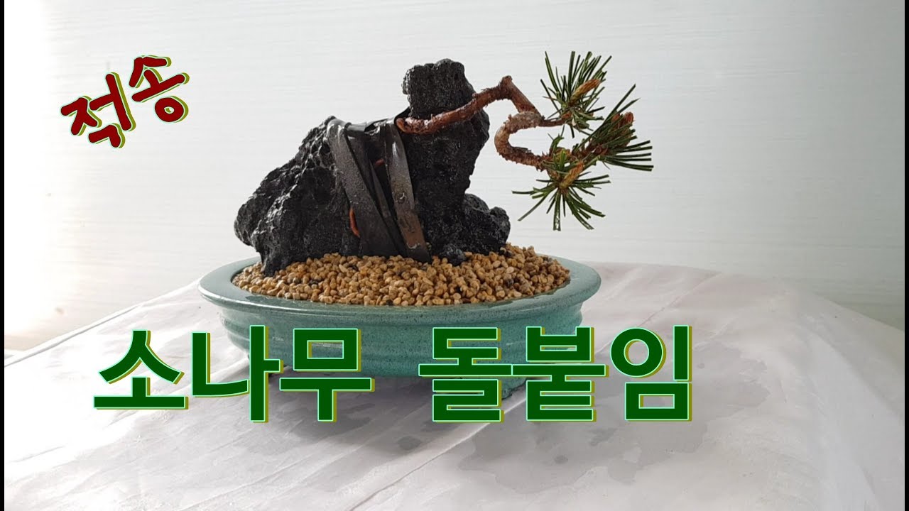 소나무석부작 소나무돌붙임  소나무분재