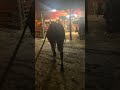 Paul V Smith mule and Horse training