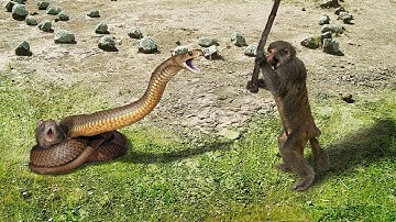 Hero Monkey Save Mouse From Snake  - Python Hunting Fail