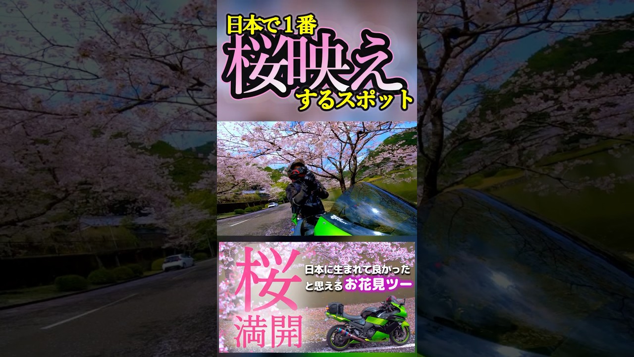 How about a cherry blossom viewing tour this year? #zzr1400 #zx14r