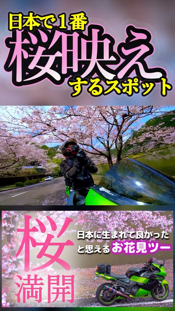 How about a cherry blossom viewing tour this year? #zzr1400 #zx14r
