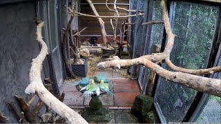Ringneck Babies Excited With The Noise Of The Rain.