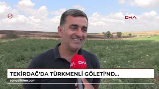 Tekirdağda Türkmenli Göletinde Su Seviyesi Düştü, Karpuz Ekimi Azaldı Resimi