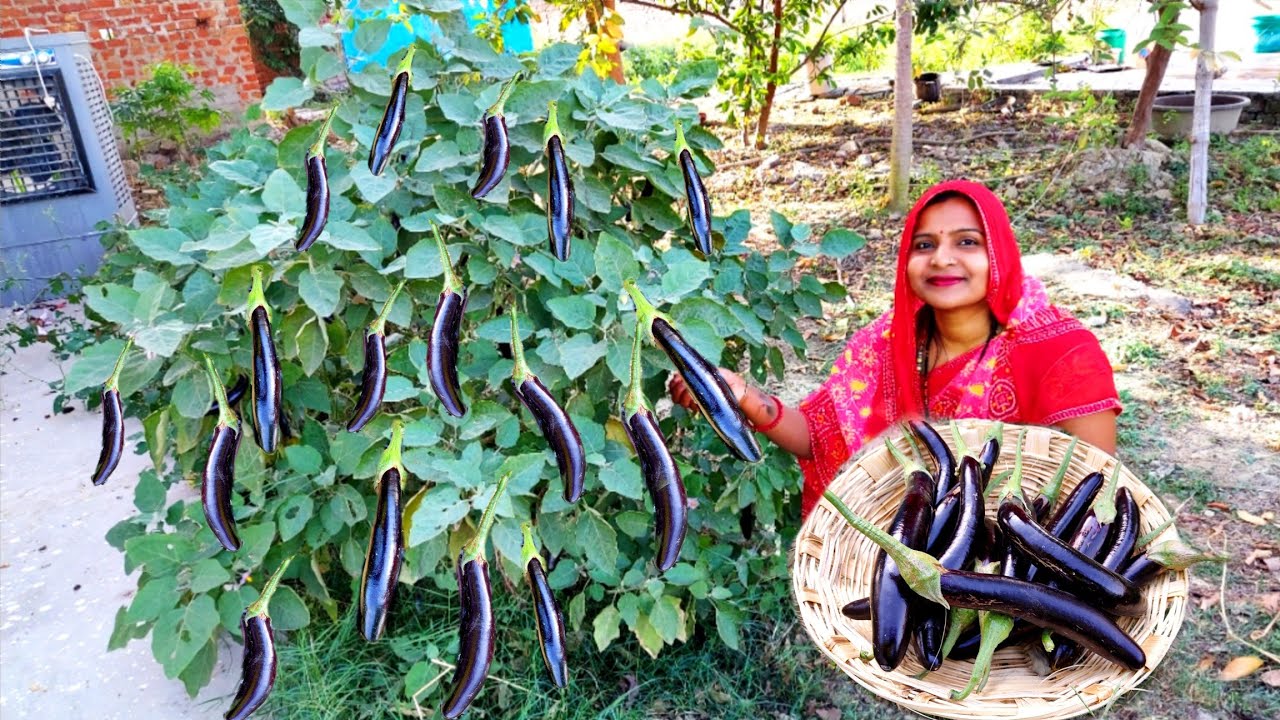 बनाइये हमारे यू पी स्टाइल में खेत के ताजे 🍆बैगन की कलौंजी स्वाद ऐसा चटकारा होगा कि लोग मांग-2 खाएंगे