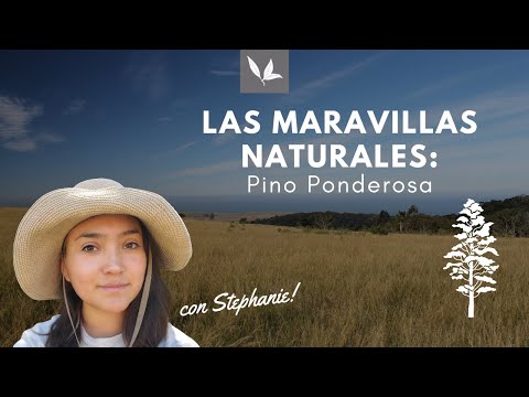 Video: Información sobre el pino Ponderosa - Cuidado de los pinos Ponderosa