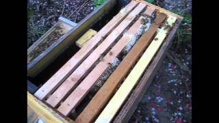 Using a middle bar frame to hold the queen cage in a new package of honey bees