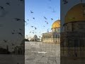 #Inshallah Palestine will be free/FREE PALESTINE