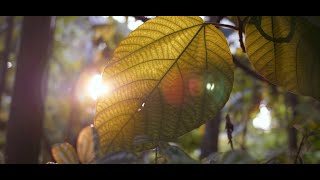 No copyright - The natural beauty||of the jungle||video march 2022