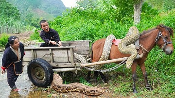 Dwarf Family Primitive Life: Harvesting Sugarcane Meet Giant Pythons and Ostriches