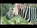 Safari en Sudafrica.flv