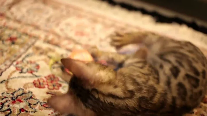 Video 1582821: bengal cat kitten, male bengal kitten, royal bengal, purebred cat