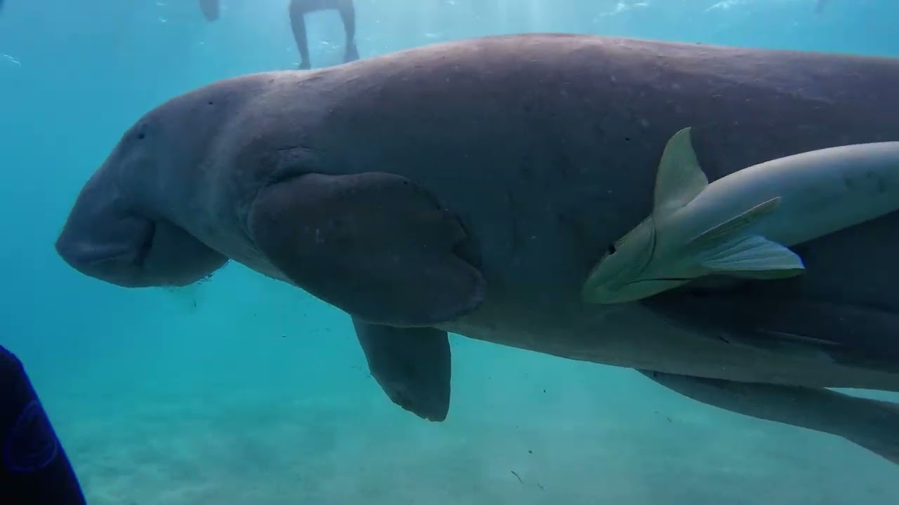 Marsa Mubarak (diving)