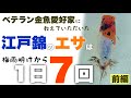 【前編】江戸錦の餌は1日最大7回