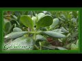 Jade Plants | Volunteer Gardener