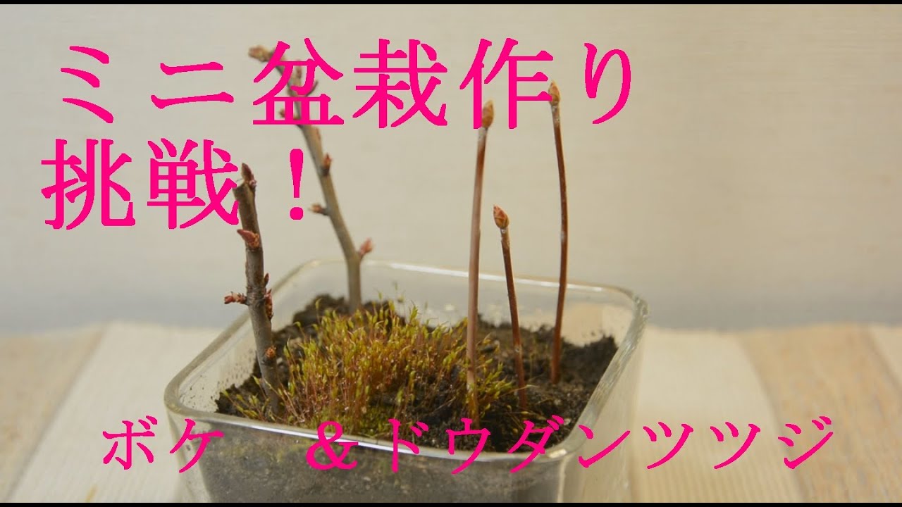 Try Bonsai 盆栽を楽しむ 挿し木で増やします ドウダンツツジとボケ Youtube