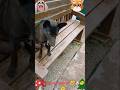 Пропал черныш🐶🐱🤨🧐#животные#вмиреживотных#собака#малинуа#кот#пропажа#розыск#юмор#кринж#интересно