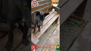 Пропал черныш🐶🐱🤨🧐#животные#вмиреживотных#собака#малинуа#кот#пропажа#розыск#юмор#кринж#интересно