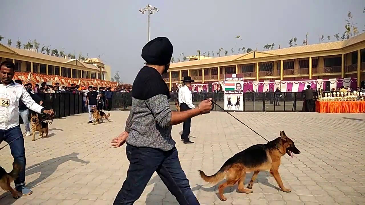know about breeds - Dog Show GERMAN SHEPHARD Part-2 At Ambala {INDIA} DOGGYZ WORLD