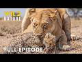 Run or Die (FULL EPISODE) | Survival Has No Mercy in Savage Kingdom | Animal documentary