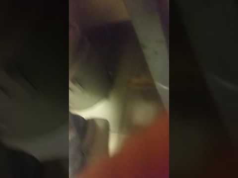 Porno