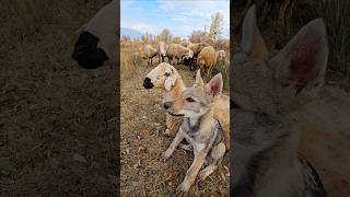 Alfa Sürüye Adepte Oldu