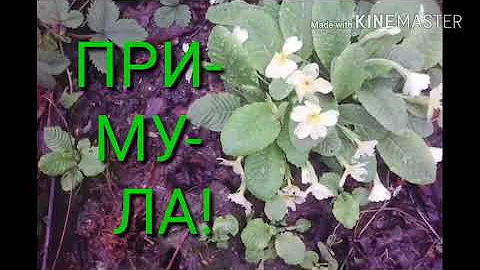 Первоцвет весенний или ПРИМУЛА!!!Лечебные свойства!!!