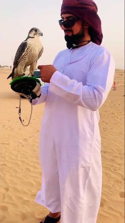 UAE national bird 🦅 falcon