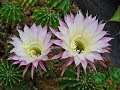 echinopsis oxygona, un excelente cactus para iniciar tu coleccion