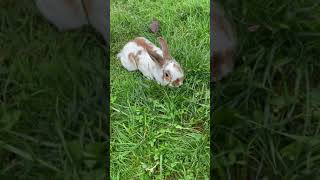 If Bunnies Played Squid Game -