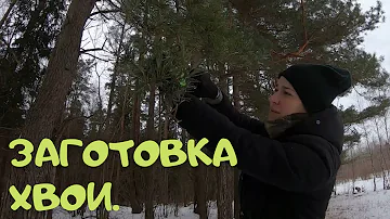 Заготовка хвои для чая.