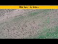 Roe deer by drone