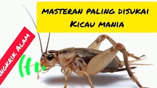 masteran suara jangkrik alam ngerol panjang!!cocok untuk burung lomba#masteranjangkrik