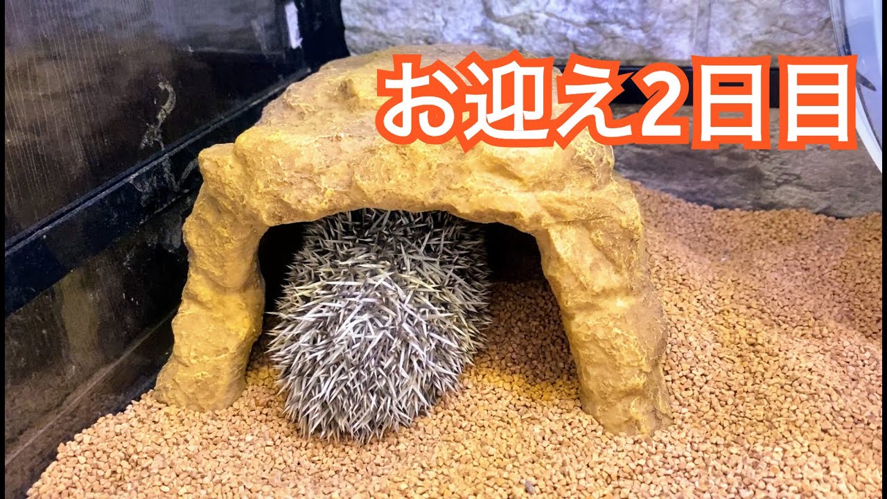 小動物　ハリネズミ　お迎え　ケージ　ヒーター　回し車　セット ハリネズミお迎え2日目 #ハリネズミ#ミニマル#小動物#回し車 - YouTube