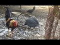 Aquí le Dejo el Video de como van los pollito del  cruce de guinea y gallo