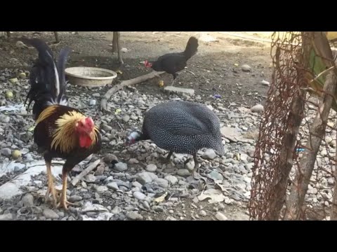 Video: Gallo italiano convertido en gallina de cría