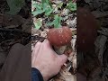 #mushroom #nature #forest #relax  #ліс #білі #гриби #природа #релакс