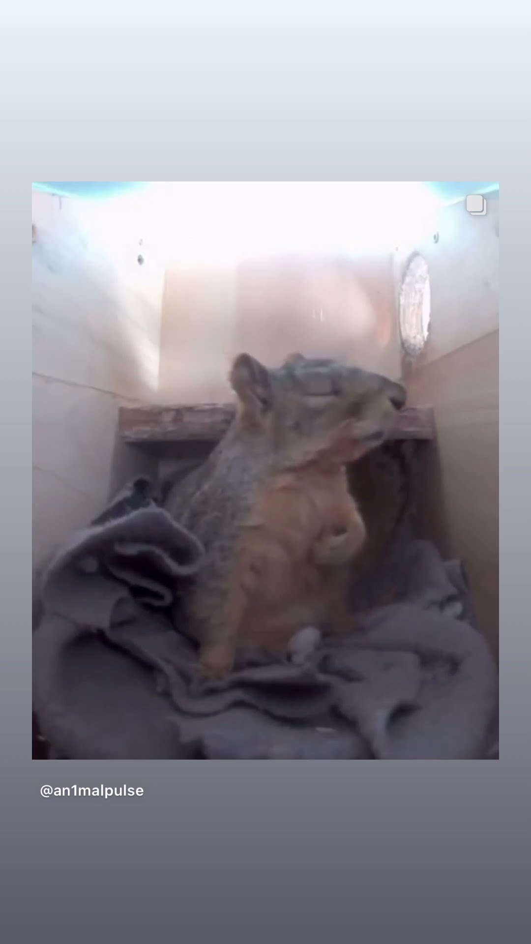 Emma the squirrel ?️ #hoodnews #squirrel #fear #nature #omg #how #wow #animals #funnyanimals #aww
