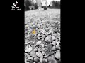 راح ورحل بطيء