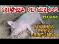 Sistema Cama Profunda 🐷 // Crianza de Cerdos 🐷/ Para cerdos de Engorde🐷 / Ventajas 🐷 🐷🐷 CERDO FELIZ!