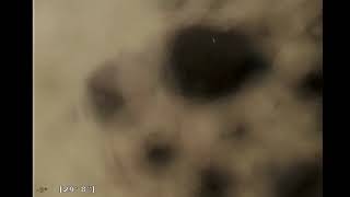 12510 Ramiro St  Coral Gables FL 33156 Video 2   -2026-05-25-11-58-55