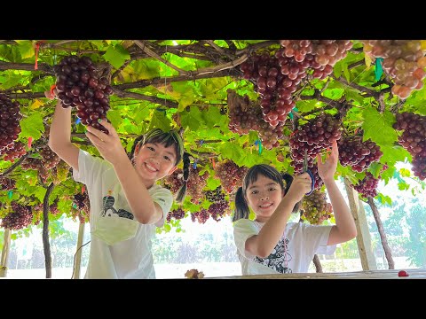 วีดีโอ: ข้อมูลการเก็บเกี่ยวองุ่น - เวลาที่ดีที่สุดในการเก็บองุ่น