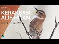 Menggambar Realis! Burung KERAK BASI ALIS HITAM