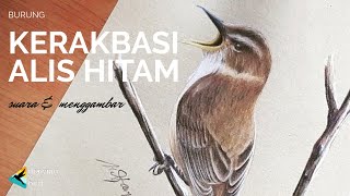 Menggambar Realis! Burung KERAK BASI ALIS HITAM