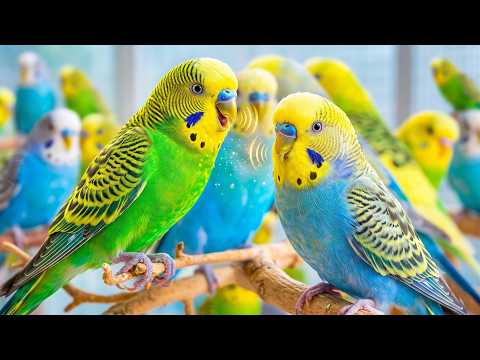 Lonely Budgies React to These Sounds