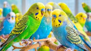 Lonely Budgies React to These Sounds