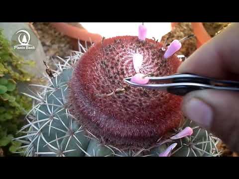 Great!! free Cactus seeds from our garden