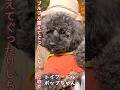 【犬友】トイプードルのポップちゃん