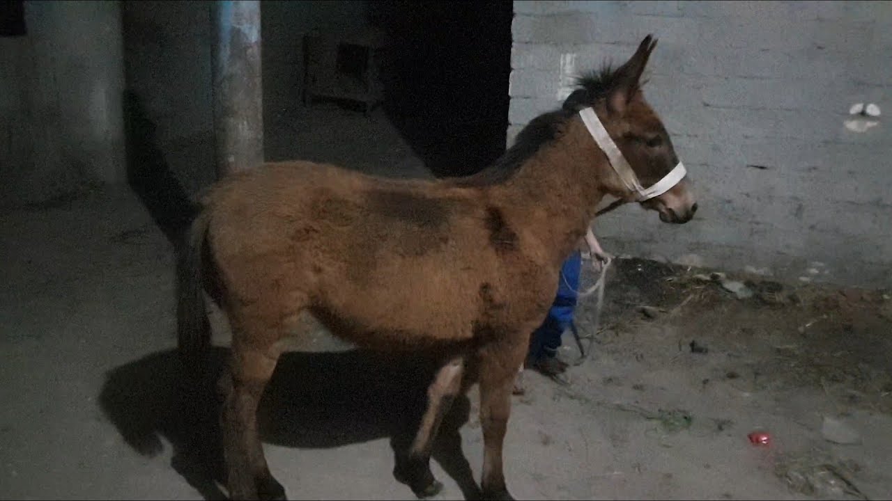 اسعار البغال في مصر🐴الناتج بغل🐴بغلة هادية جدا السعر ٣الف🐴 - YouTube